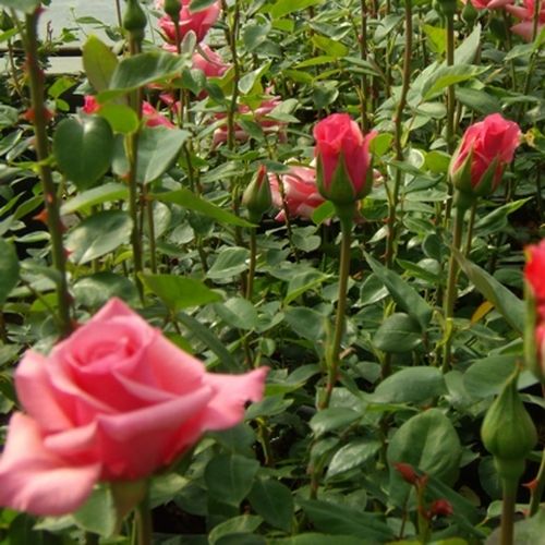 Közép rózsaszín - Teahibrid virágú - magastörzsű rózsafa- egyenes szárú koronaforma